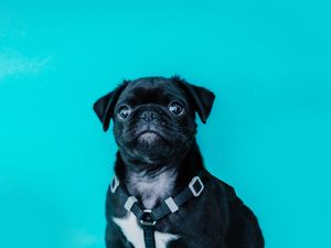 Preview wallpaper pug, dog, look, funny