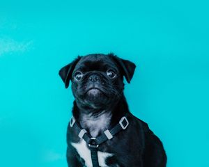 Preview wallpaper pug, dog, look, funny