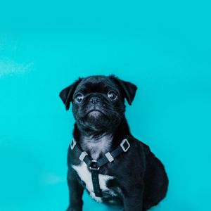 Preview wallpaper pug, dog, look, funny