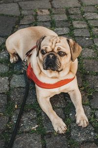 Preview wallpaper pug, dog, lying, walk, leash, collar