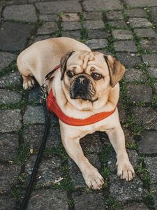 Preview wallpaper pug, dog, lying, walk, leash, collar