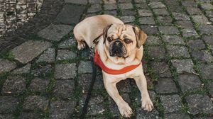 Preview wallpaper pug, dog, lying, walk, leash, collar