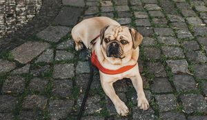 Preview wallpaper pug, dog, lying, walk, leash, collar