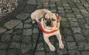 Preview wallpaper pug, dog, lying, walk, leash, collar