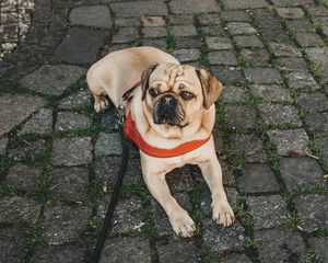 Preview wallpaper pug, dog, lying, walk, leash, collar