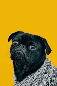 Preview wallpaper pug, dog, muzzle, look, scarf