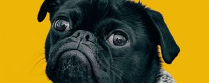 Preview wallpaper pug, dog, muzzle, look, scarf