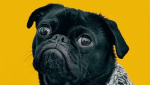 Preview wallpaper pug, dog, muzzle, look, scarf