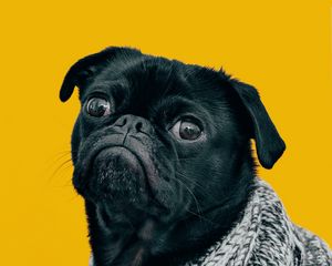 Preview wallpaper pug, dog, muzzle, look, scarf