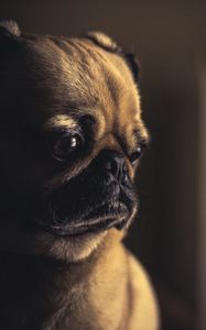 Preview wallpaper pug, dog, muzzle, sight, eyes