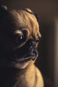 Preview wallpaper pug, dog, muzzle, sight, eyes