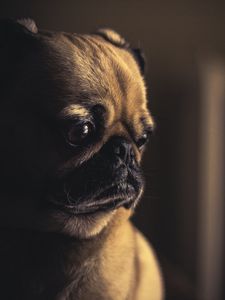 Preview wallpaper pug, dog, muzzle, sight, eyes