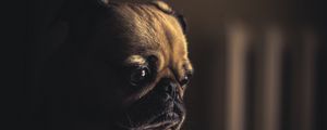 Preview wallpaper pug, dog, muzzle, sight, eyes