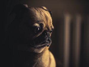 Preview wallpaper pug, dog, muzzle, sight, eyes