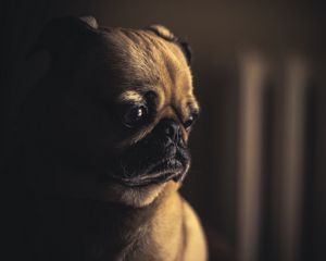 Preview wallpaper pug, dog, muzzle, sight, eyes