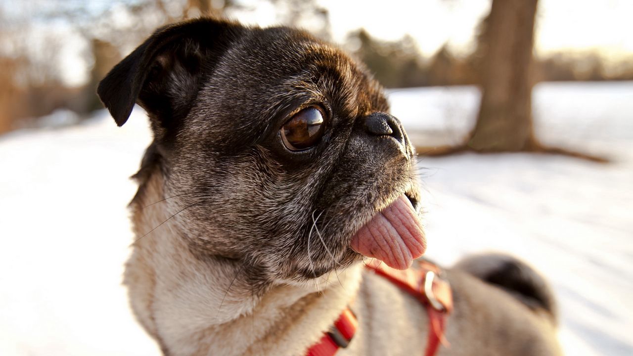 Wallpaper pug, dog, muzzle, collar, tongue
