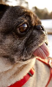 Preview wallpaper pug, dog, muzzle, collar, tongue