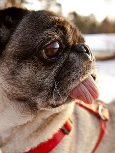 Preview wallpaper pug, dog, muzzle, collar, tongue