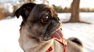Preview wallpaper pug, dog, muzzle, collar, tongue