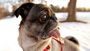 Preview wallpaper pug, dog, muzzle, collar, tongue