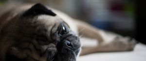 Preview wallpaper pug, dog, muzzle, lies