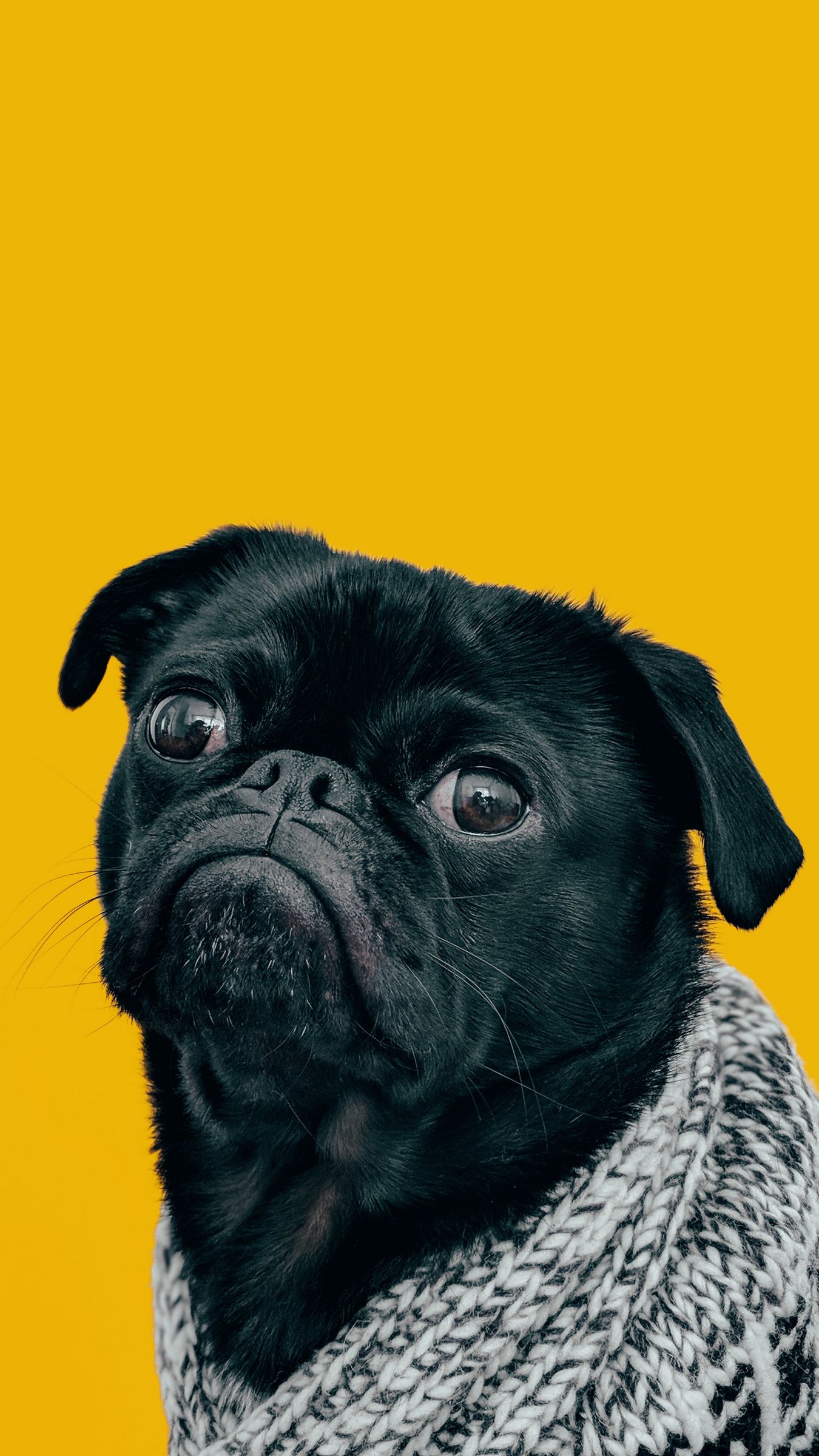 pug muzzle