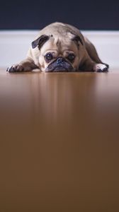 Preview wallpaper pug, dog, pet, sad, cute