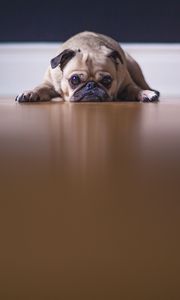 Preview wallpaper pug, dog, pet, sad, cute