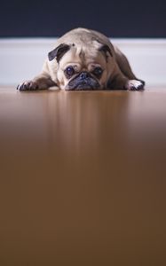 Preview wallpaper pug, dog, pet, sad, cute