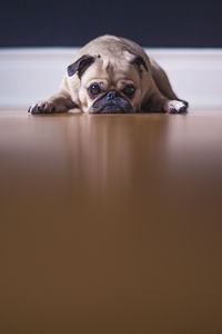 Preview wallpaper pug, dog, pet, sad, cute