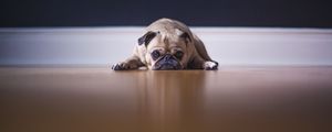 Preview wallpaper pug, dog, pet, sad, cute