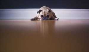 Preview wallpaper pug, dog, pet, sad, cute