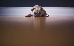 Preview wallpaper pug, dog, pet, sad, cute