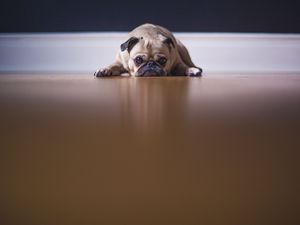 Preview wallpaper pug, dog, pet, sad, cute