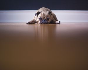 Preview wallpaper pug, dog, pet, sad, cute