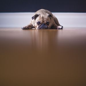 Preview wallpaper pug, dog, pet, sad, cute