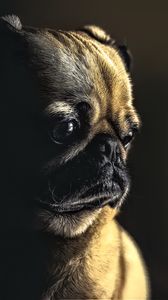 Preview wallpaper pug, dog, pet, sad, cute, shadow