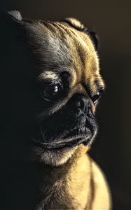 Preview wallpaper pug, dog, pet, sad, cute, shadow