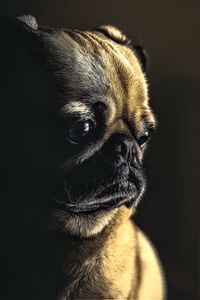 Preview wallpaper pug, dog, pet, sad, cute, shadow