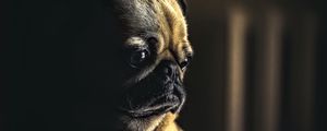 Preview wallpaper pug, dog, pet, sad, cute, shadow