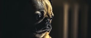 Preview wallpaper pug, dog, pet, sad, cute, shadow