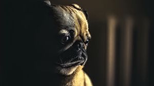 Preview wallpaper pug, dog, pet, sad, cute, shadow