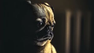 Preview wallpaper pug, dog, pet, sad, cute, shadow