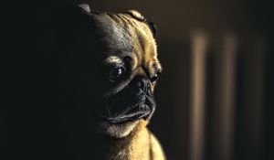 Preview wallpaper pug, dog, pet, sad, cute, shadow