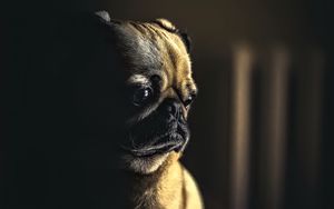 Preview wallpaper pug, dog, pet, sad, cute, shadow