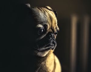 Preview wallpaper pug, dog, pet, sad, cute, shadow