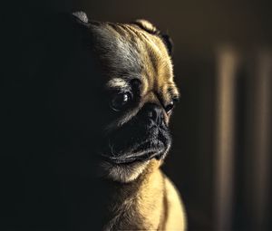 Preview wallpaper pug, dog, pet, sad, cute, shadow