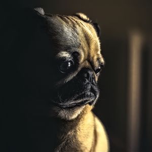 Preview wallpaper pug, dog, pet, sad, cute, shadow