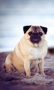 Preview wallpaper pug, dog, pet, beach