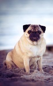 Preview wallpaper pug, dog, pet, beach